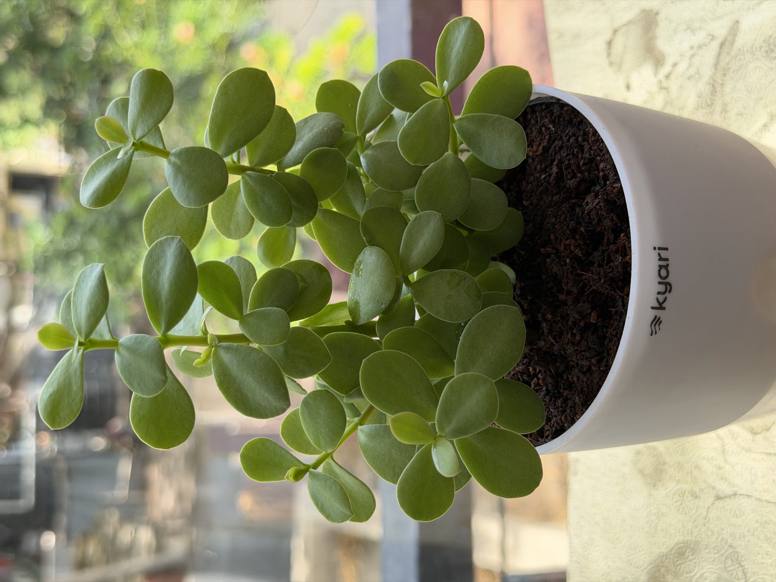 My Jade Plant Now